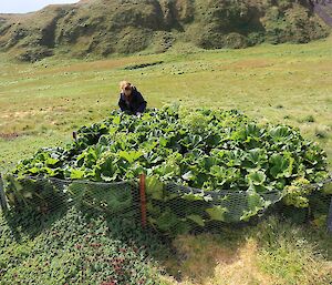 Expeditioner looking into one of the plots where its substantially thicker and taller than outside the fenced off area