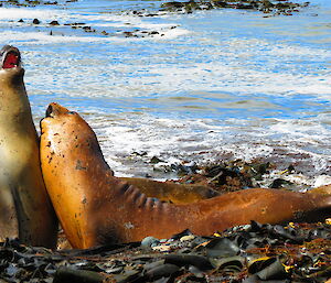 Two seals on a beach rearing up at each other and hitting each other chest to chest
