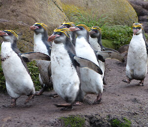 Six royal penguins following each other down a track