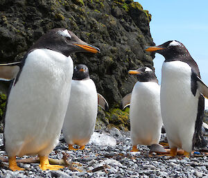 Five gentoo penguins standing looking at each other in front of a large rock