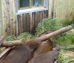 Six brown muddy elephant seals sleeping up against a hut