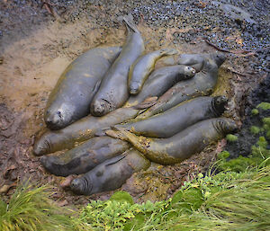 Aerial photo looking directly down onto ten seals in the middle of a mud puddle