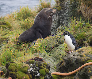 Black and white small penguin with long yellow feathers coming from side of face looking at a fur seal sitting on a rock