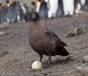 Large brown bird standing over a small egg
