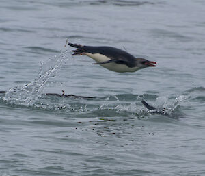 Penguin in mid air swimming in the ocean