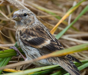 Small brown bird in amongst green grass