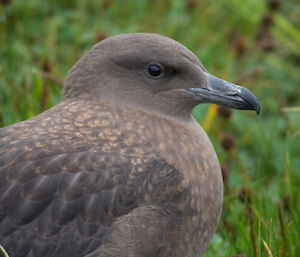 Close up of face of brown grey bird looking side on