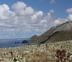 View from a hill down the coastline, small flowers covering the ground on the hill