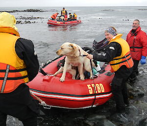 Expeditioners in inflatable boats with their dogs departing station