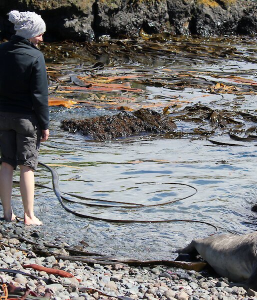 Female expeditioner barefoot in one of the bays with a seal watching on