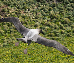 Light-mantled sooty albatross in flight over hills