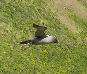 Light-mantled sooty albatross in flight over hills