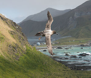 Light-mantled sooty albatross flying high with station in the background