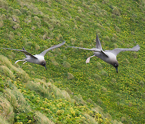 Pair of large brown birds flying alongside each other — Light-mantled sooty albatross