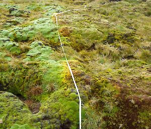 Five metre white tape strung over ground