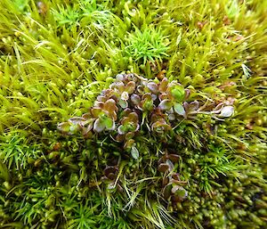 Short green and dark red leaf plant