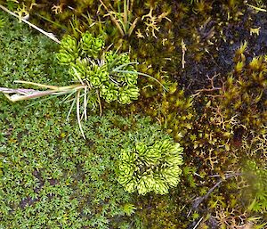 Small cluster of light green leafy plant amongst darker green plants