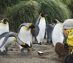 Large penguin bending down biting a hand held radio with an expeditioner looking on