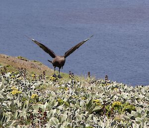 Large grey-brown bird with wings spread taking off from the ground