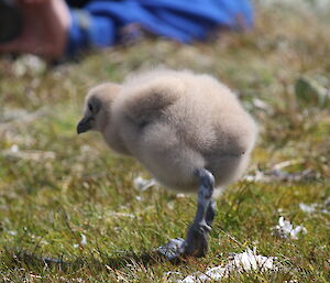 Small fluffy grey chick walking on grass, close up photo