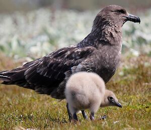 Brown bird with her fluffy brown chick