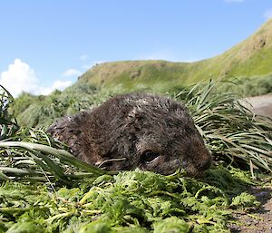 Close up of the head of a small brown fur seal pup in the grass