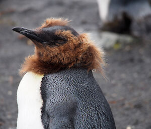 Penguin moulting looks like he has a brown beard