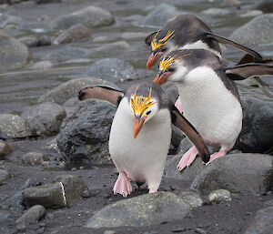 Three royal penguins following each other along a beach stepping over small rocks