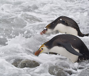 Two king penguins about to take off into the water