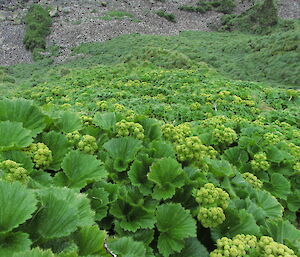 Close up of a large leaf green plant