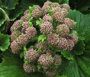 Small stems of green flower