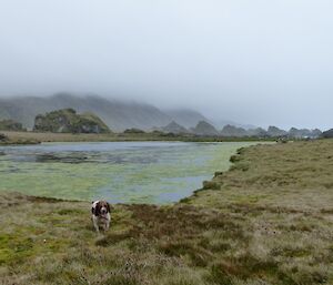 Springer spaniel in front of a lake