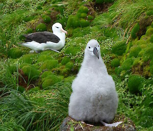 Large fluffy grey chick with it’s adult mother on a grassy slope