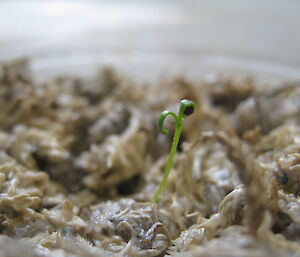 Close up of a seed sprouting