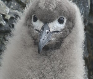 Close up of a very fluffy light grey large chick