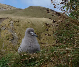 Large grey fluffy chick on a nest surrounded by grasses