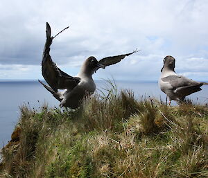 Large grey albatross on a ledge one with its wings open towards the other