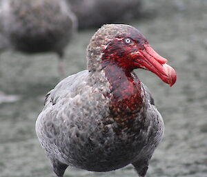 Close up of a large brown grey bird head covered in blood