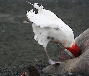 Large white bird with it’s head buried inside a dead elephant seal