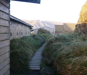 timber walkway through the middle of buildings