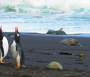 Two penguins facing each other with their beaks in the air on the beacj