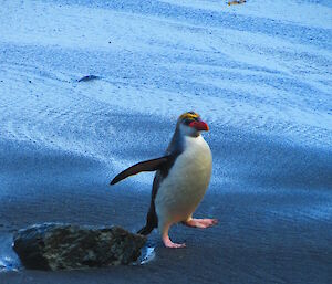 One royal penguin walking out of the water on to the sandy beach