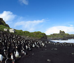 Colony of royal penguins on the beach with a hut in the background