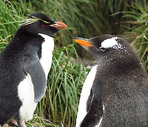 Two different breeds of penguin facing each other