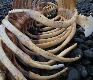 Large skeleton on the beach close up photo