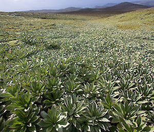 Green short plants on the plateau