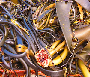 Kelp washed up on the beach forming swirl patterns