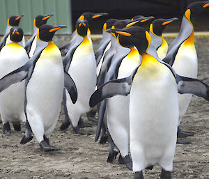 A group of penguins walking