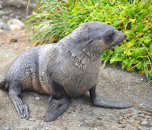 A wet baby fur seal
