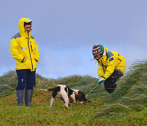 Patti and Dean form MIPEP, both wearing yellow rain gear, training Joker a brown and white springer spaniel